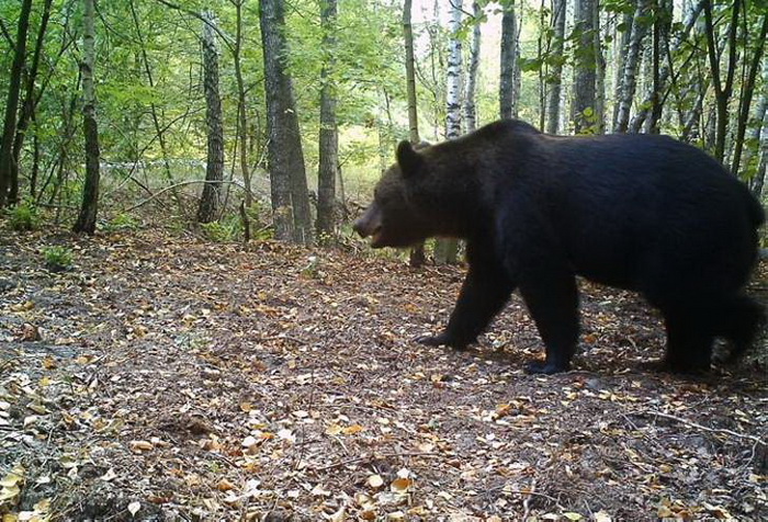 Медведи не обитали в этих лесах уже почти столетие, теперь они возвращаются.