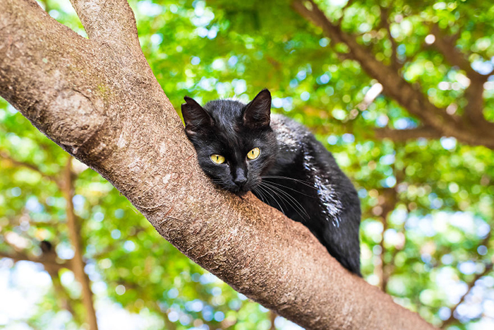 Рай на земле: Место на Гавайских островах, где в сказочных условиях живут 600 кошек