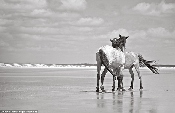 15 чёрно-белых фотографий диких лошадей, ради которых туристы стремятся на далёкий остров