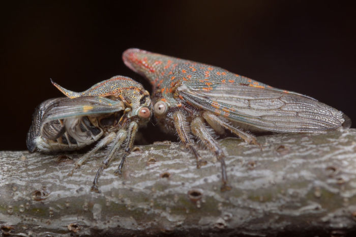 Материнский инстинкт: Трогательные макрофотографии из жизни насекомых
