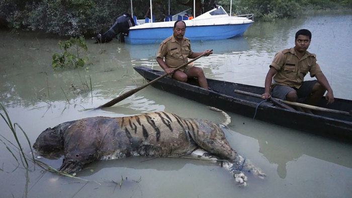 Спасатели собирают трупы животных, после того как наводнение настигло заповедник Казиранга. Погибло более 225 животных.