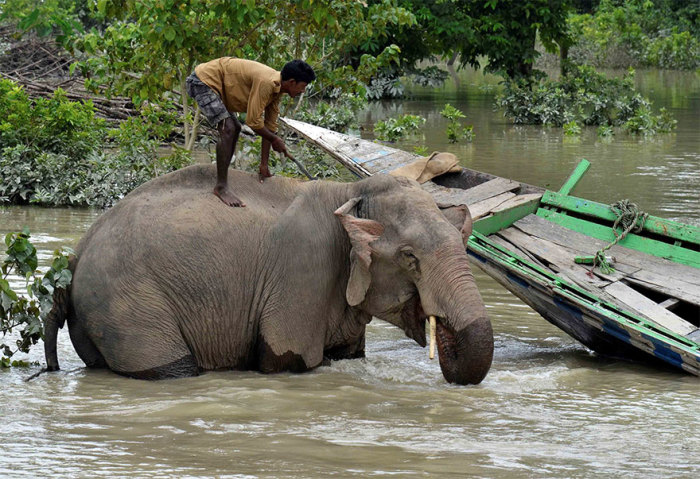 Махаут (погонщик слонов) купает своего слона на территории затопленного заповедника Казиранга. Автор: Anuwar Hazarika.