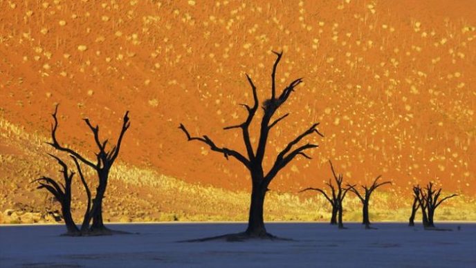 Высохшие остовы деревьев в прибрежной африканской пустыне Намиб.