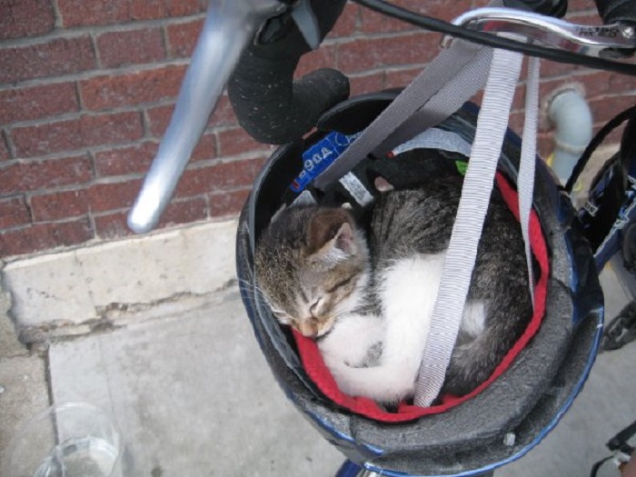 Предназначен для комфортной транспортировки котов на велосипеде.