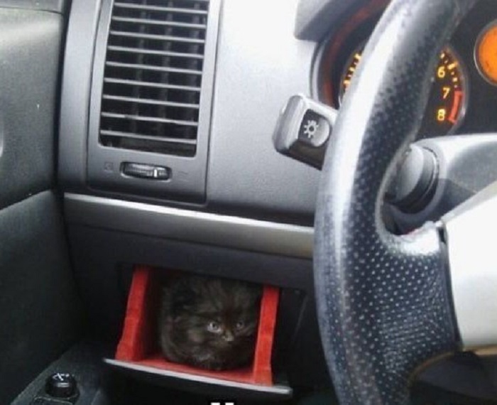 Автомобиль укомплектован пассажирским местом для кота.