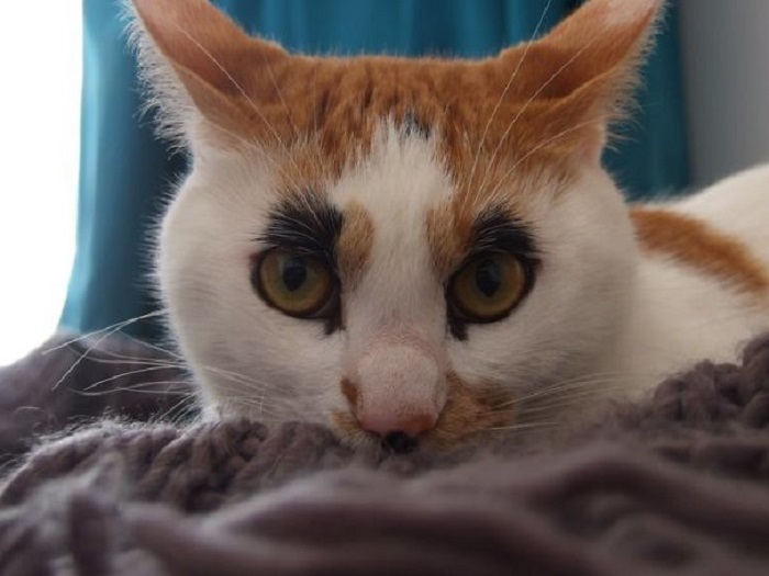 20 фотографий кошек весьма неожиданных окрасов, которые обязательно вызовут улыбку