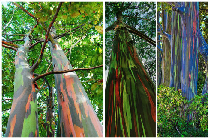 Гладкая кора эвкалипта состоит из множества тончайших слоев, которые имеют разные цвета и меняются на протяжении всей жизни удивительного дерева.