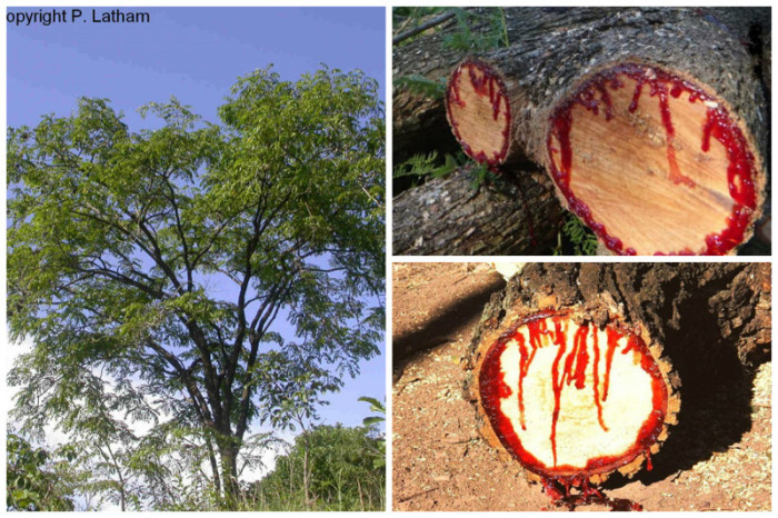 Дерево получило свое название из-за смолы красно-алого цвета, которая начинает сочиться при малейшем надрезе.