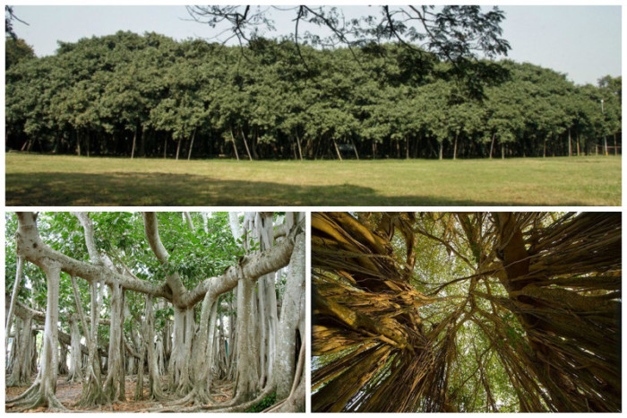 Великий баньян - дерево с самой большой в мире площадью кроны находится в Индийском ботаническом саду в Хауре.
