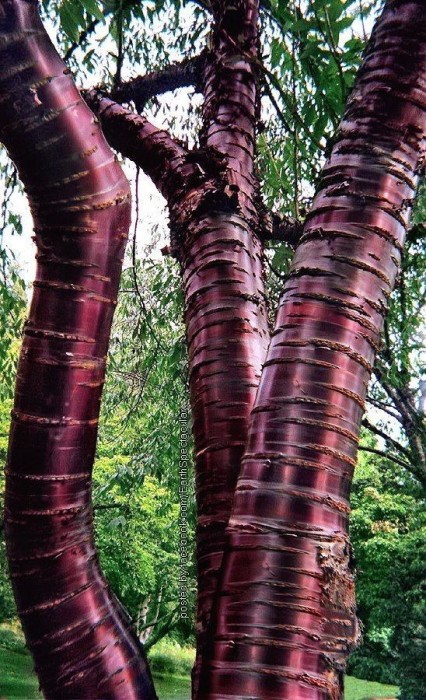 Блестящая красно-коричневая поверхность ствола смотрится особенно эффектно в зимнее время.