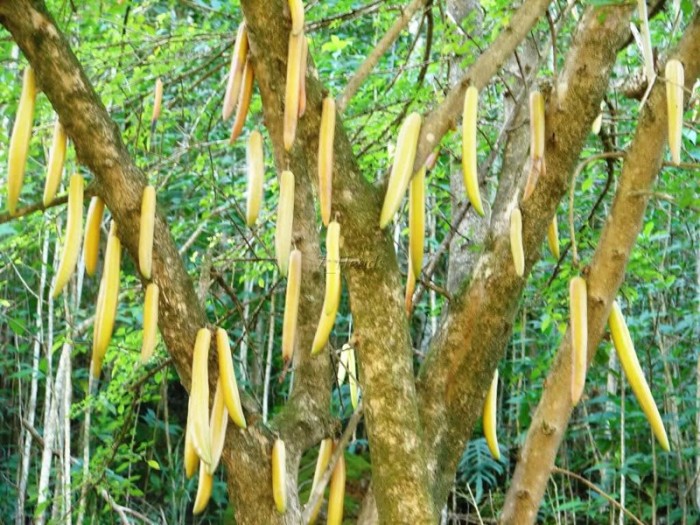 В плодах этого дерева имеется огромное количество растительных масел, благодаря чему их используют в качестве свечей.