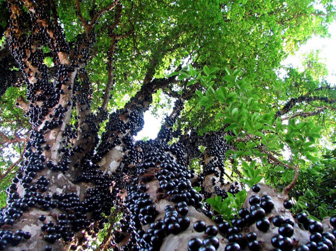 Вечнозеленое дерево, обладающее каулифлорией – формированием плодов непосредственно на стволе и основных ветвях.
