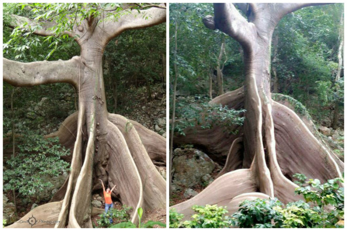 Является одним из самых больших и самых высоких деревьев в тропиках Западного полушария.