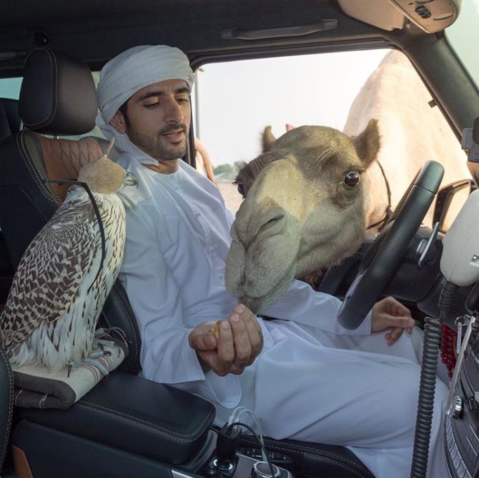 Наследный принц Дубая и один из самых завидных холостяков мира угощает заглянувшего в окно машины верблюда вкусняшками.