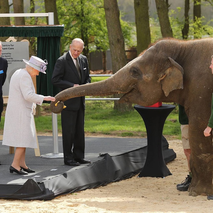 Королева в сопровождении герцога Эдинбургского посетила Уипснейдский зоопарк в Лондоне (Великобритания), где угостила слоненка Элизабет бананом.