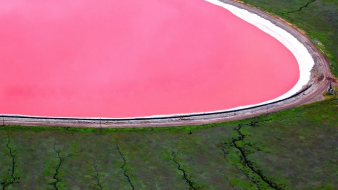Своїм рожевим кольором озеро зобов'язане галобактеріі, здатним жити в середовищі з високим вмістом солей.