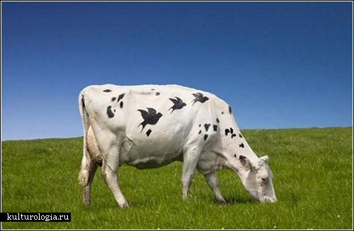Коровий «боди-арт» от Эммы Хэк