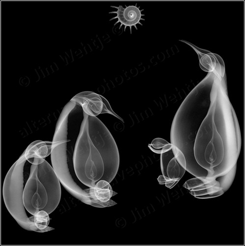 Коллажи из рентгеновских снимков ракушек от Jim Wehtje