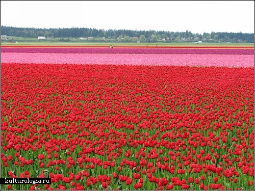 Гектары разноцветных тюльпанов