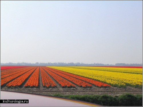 Гектары разноцветных тюльпанов