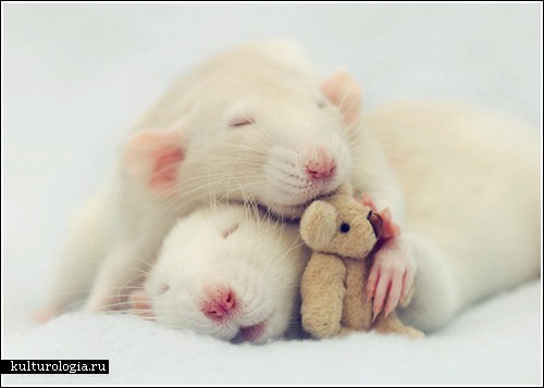 Фотосессия крысят от Jessica Florence
