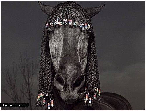 Фотографии модных и стильных лошадей от Джулиана Фолькенштейна (Julian Wolkenstein)