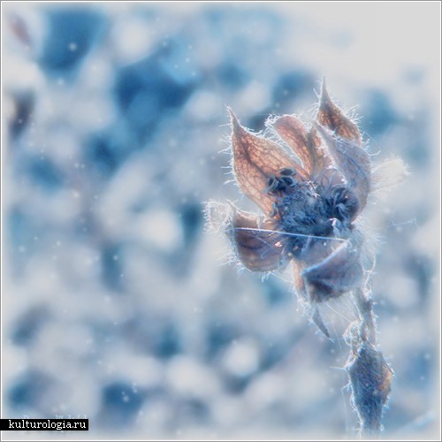 Нежные и хрупкие цветы макрофотографа Demon Mathiel