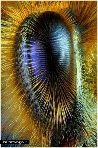 Глаз пчелы (Фотография  R. Grimm и  Greg Rowse)