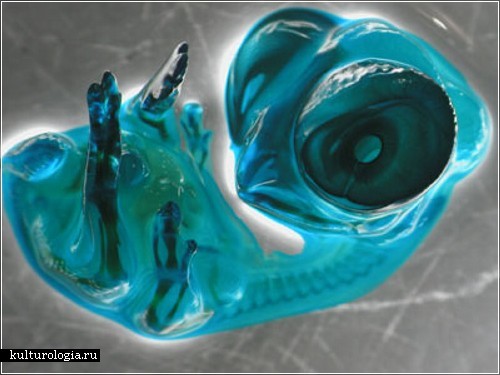 Эмбрион цыпленка (Фотография  Tomas Pais de Azeved)