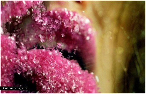 Фотопроект «Green Pink Caviar»  от Мерлин Минтер