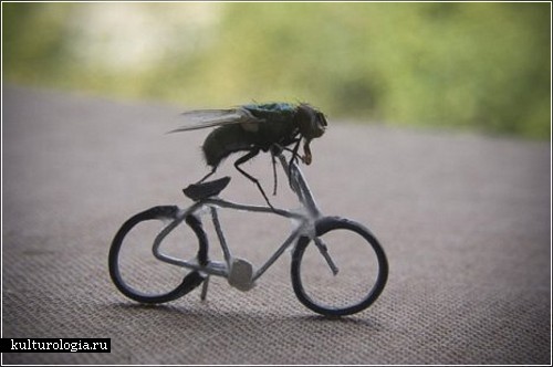 Креативная коллекция мух
