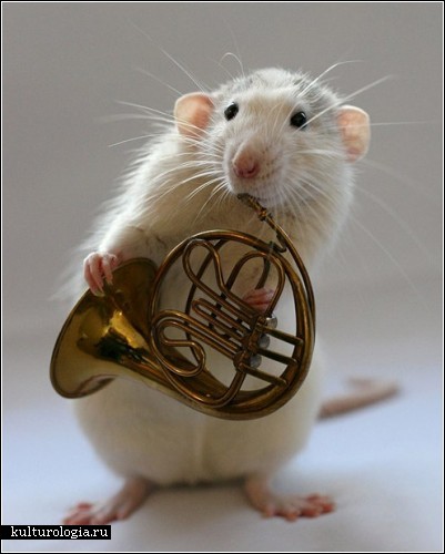 Фотографии крыс с музыкальными инструментами от Эллен ван Дилен (Ellen van Deelen)