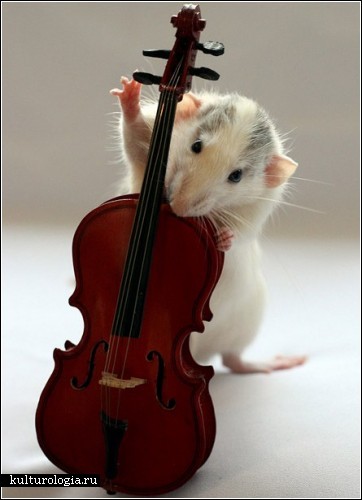 Фотографии крыс с музыкальными инструментами от Эллен ван Дилен (Ellen van Deelen)