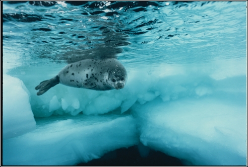Гренландский тюлень (Фотограф Brian Skerry)