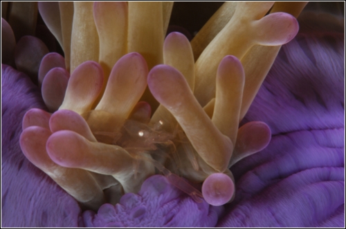 Усики морской анемоны служат укрытием для прозрачной креветки (Фотограф Brian Skerry)