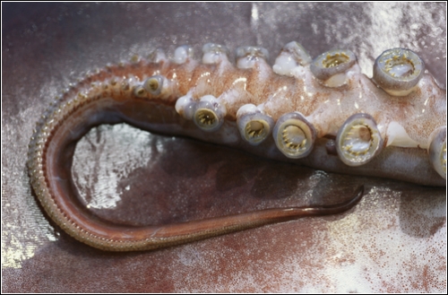 Изображение крупным планом присосок гигантского кальмара(Фотограф Brian Skerry)