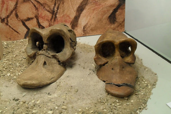 Ископаемые останки далеких предков Дональда Дака