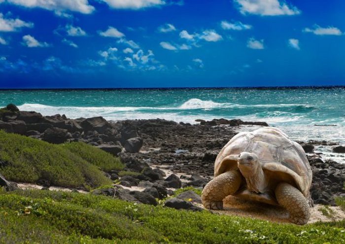 Галапагосская черепаха на острове Пинсон (Галапагосские острова, Эквадор).