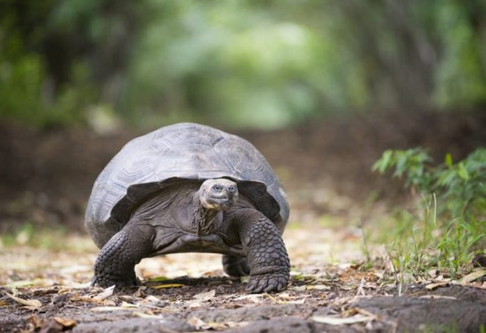 Гигантская черепаха в дикой природе. Нагорье Санта-Круса, Галапагосские острова, Эквадор.