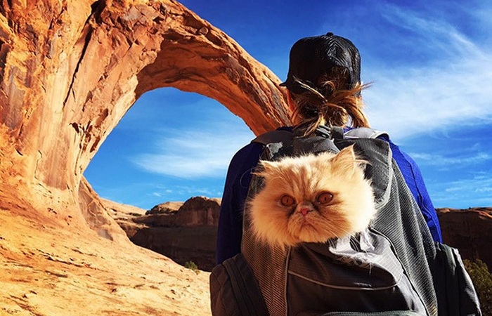 Забавные коты, которые путешествуют по миру со своими хозяевами.