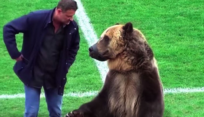 Медведь по кличке Тим на футбольном поле.