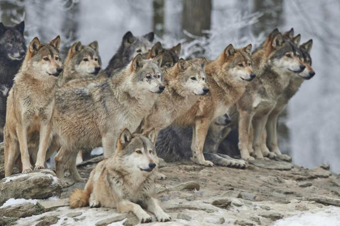 Волки мигрировали из лесов Литвы и Волыни во внутренние районы Германской империи.