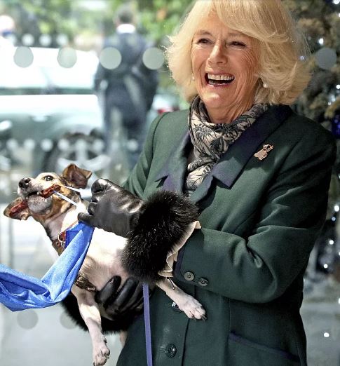 Камилла и ее Джек Рассел Бет открывают мемориальную доску в приюте для собак Баттерси в Лондоне в 2020 году