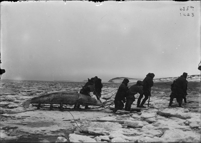 Коряки перетаскивают кита на санях. Пенжина, Камчатка. 1900