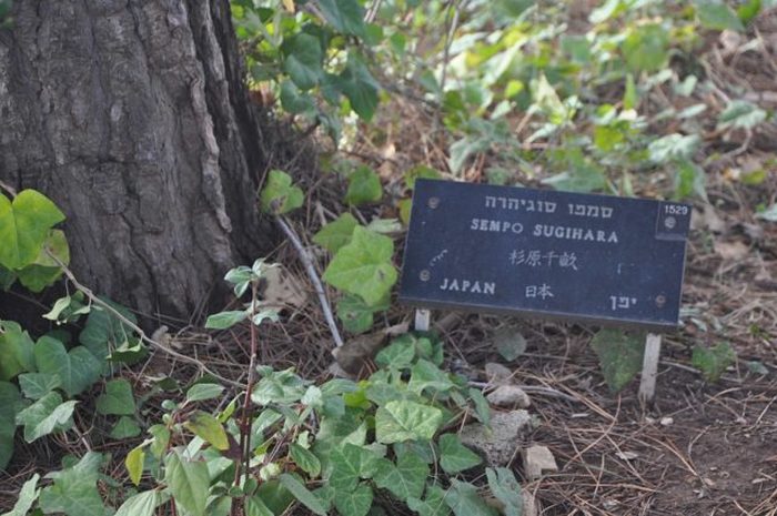 Мемориальная доска Тиунэ «Семпо» Сугихары в саду мемориала Яд ва-Шем, Иерусалим