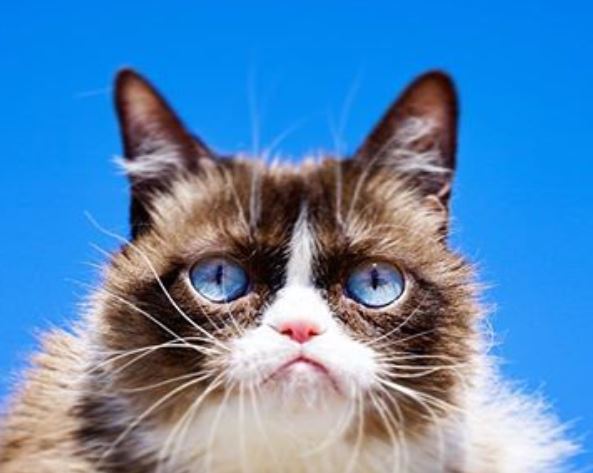 Соус Тардар - очень сердитая кошка.