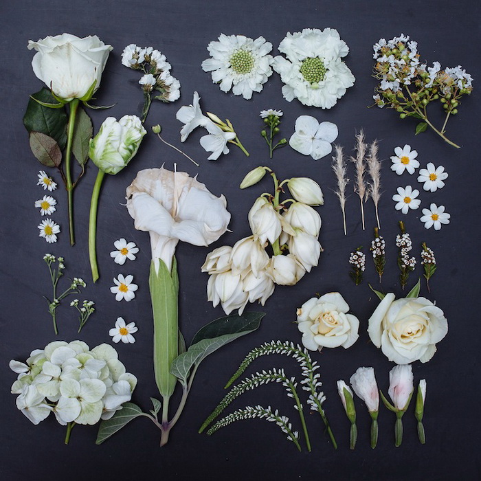 Монохромные коллекции цветов от Emily Blincoe