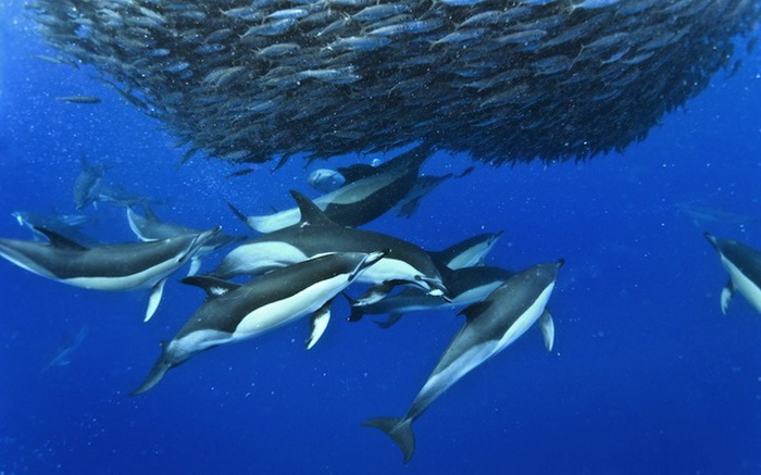 Дельфины на охоте. Подводные фотографии Кристофера Сванна