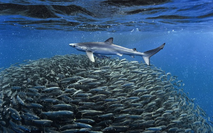 Акулы на охоте. Подводные фотографии Кристофера Сванна