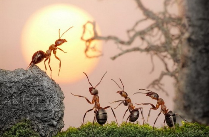 Тайная жизнь муравьиного пролетариата